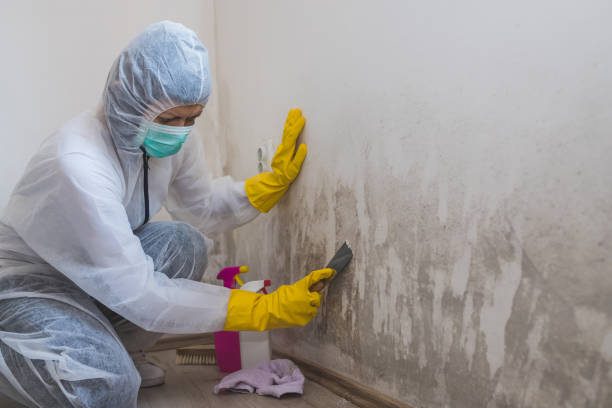 Best Attic Mold Removal  in Emerson, NJ