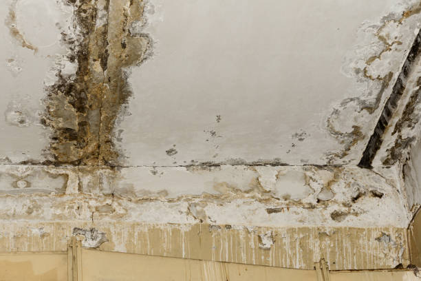 Environmental Consulting for Mold Prevention in Emerson, NJ